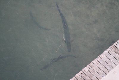 Sharks following the Shark Boat - Miami