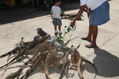 Iguana Farm - Roatan, Honduras