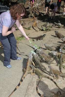 Iguana Farm - Roatan, Honduras