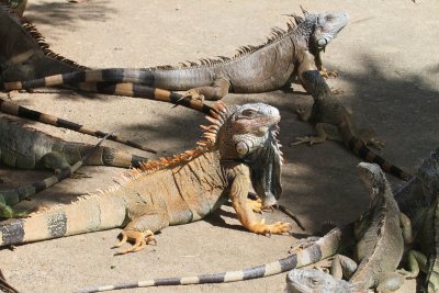 Iguana Farm - Roatan, Honduras