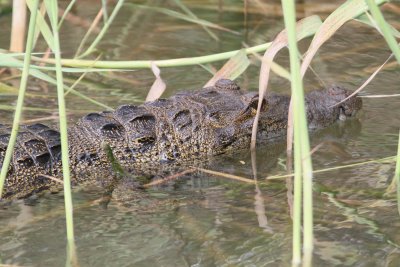 Crocodile in Belize