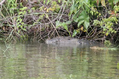 Crocodile in Belize