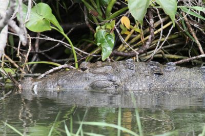 Crocodile in Belize