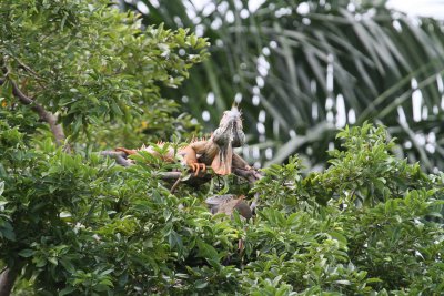 Iguana in Belize