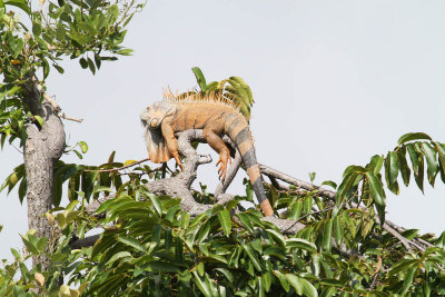 Iguana in Belize