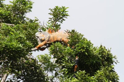 Iguana in Belize