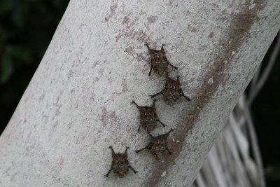 Bats in Belize