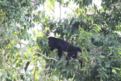 Monkey in Belize