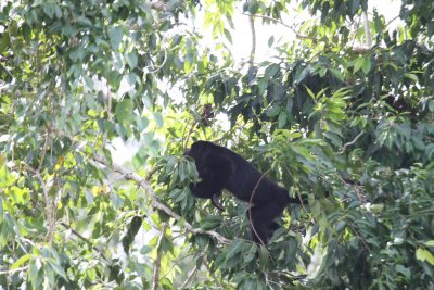 Monkey in Belize