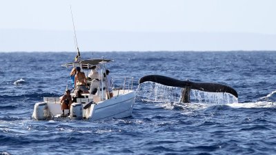 Humpback whale research boat - check out the size of the tail!