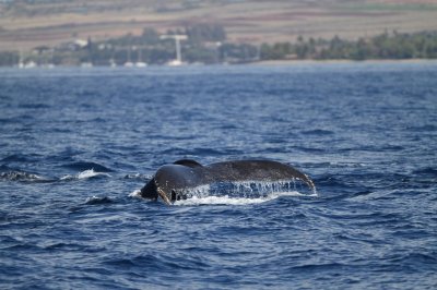 Maui 2010_03022010_080.jpg