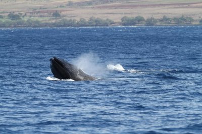 Maui 2010_03022010_087.jpg