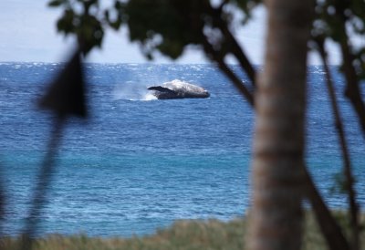 Whale breach while we were having lunch at Duke's