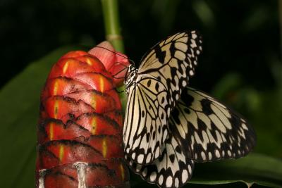 St. Maarten - Butterfly Farm