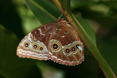 St. Maarten - Butterfly Farm