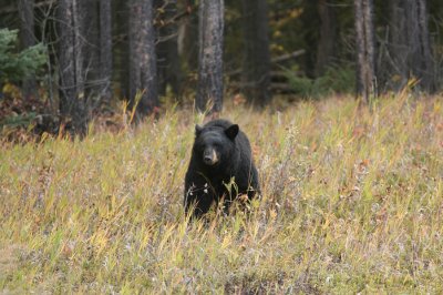 Black Bear in Kootenay National Park