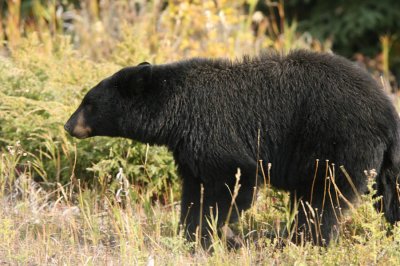 Black Bear in Kootenay National Park