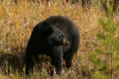 Black Bear in Kootenay National Park