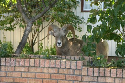 Bighorn Rams in the town of Radium Hot Springs