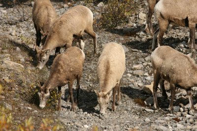 Bighorn Sheep