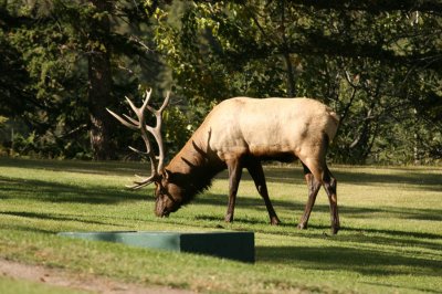 Bull Elk at the Fairmont Jasper Park Lodge