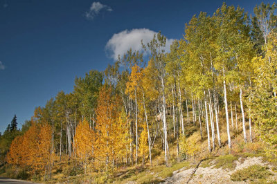 Aspens in Jasper National Park