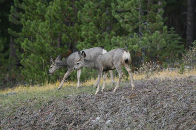 Mule Deer in Jasper National Park