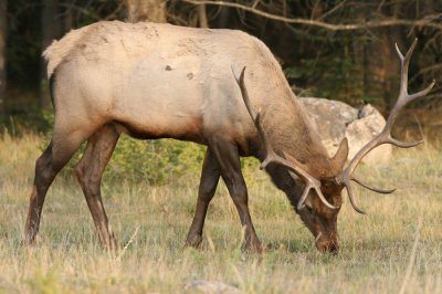 Bull Elk at the Fairmont Jasper Park Lodge