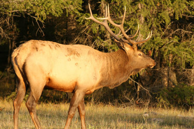 Bull Elk at the Fairmont Jasper Park Lodge