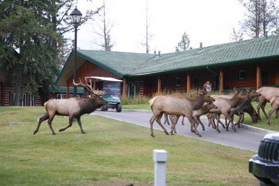 Bull Elk and his harem at the Fairmont Jasper Park Lodge