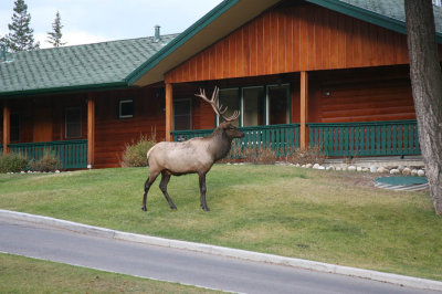 Bull Elk at the Fairmont Jasper Park Lodge