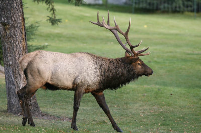 Bull Elk at the Fairmont Jasper Park Lodge