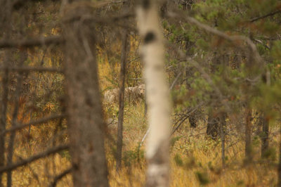 Coyote in Jasper National Park