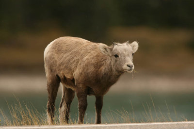 Bighorn Sheep in Jasper National Park