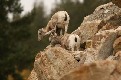 Bighorn Sheep in Jasper National Park