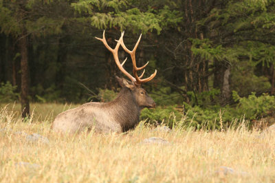 Bull Elk at the Fairmont Jasper Park Lodge