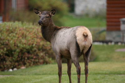 Elk in the Fairmont Jasper Park Lodge