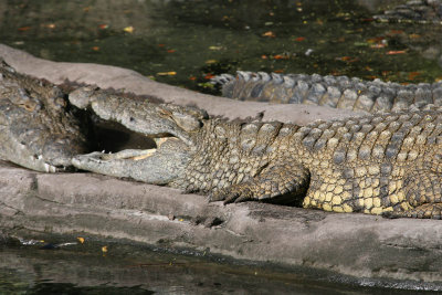 Safari Ride (Animal Kingdom)