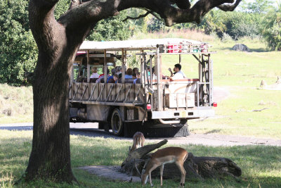 Safari Ride (Animal Kingdom)