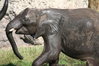 Safari Ride (Animal Kingdom)