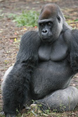 Gorilla (Animal Kingdom)