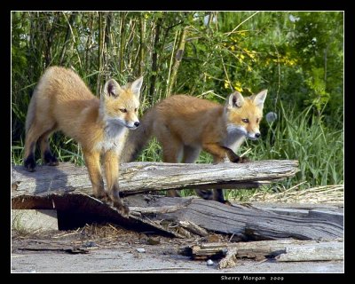 Fox Pups