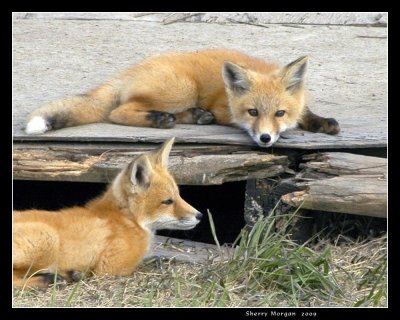 Fox Pups