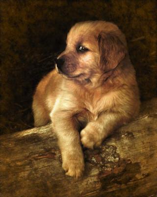 Golden Puppy