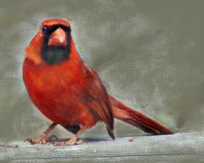 Cardinal in Chalk