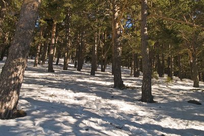Bosque nevado / Snowy forest