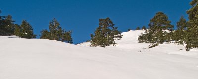 Nieve y árboles / Snow and trees