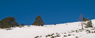 Nieve y árboles / Snow and trees