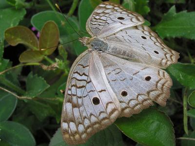 Butterfly / Mariposa