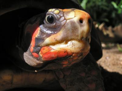 Turtle / Morrocoy